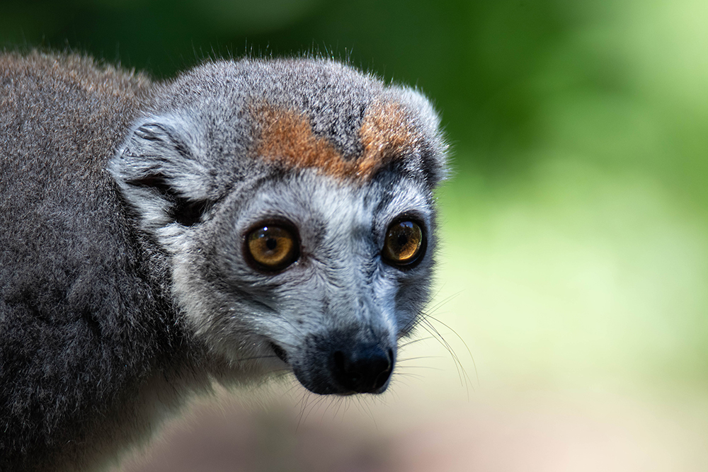 Kroonmaki - Crowned lemur