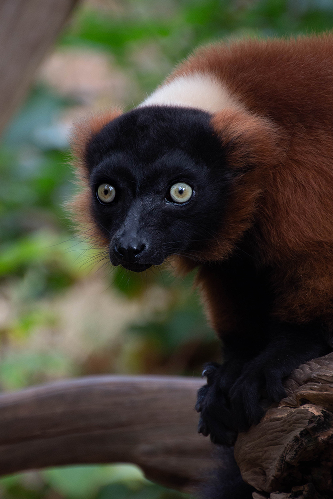 Rode vari - Red ruffed lemur