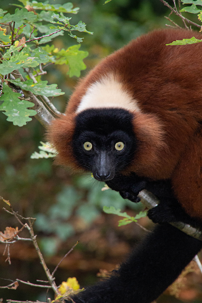 Rode vari - Red ruffed lemur