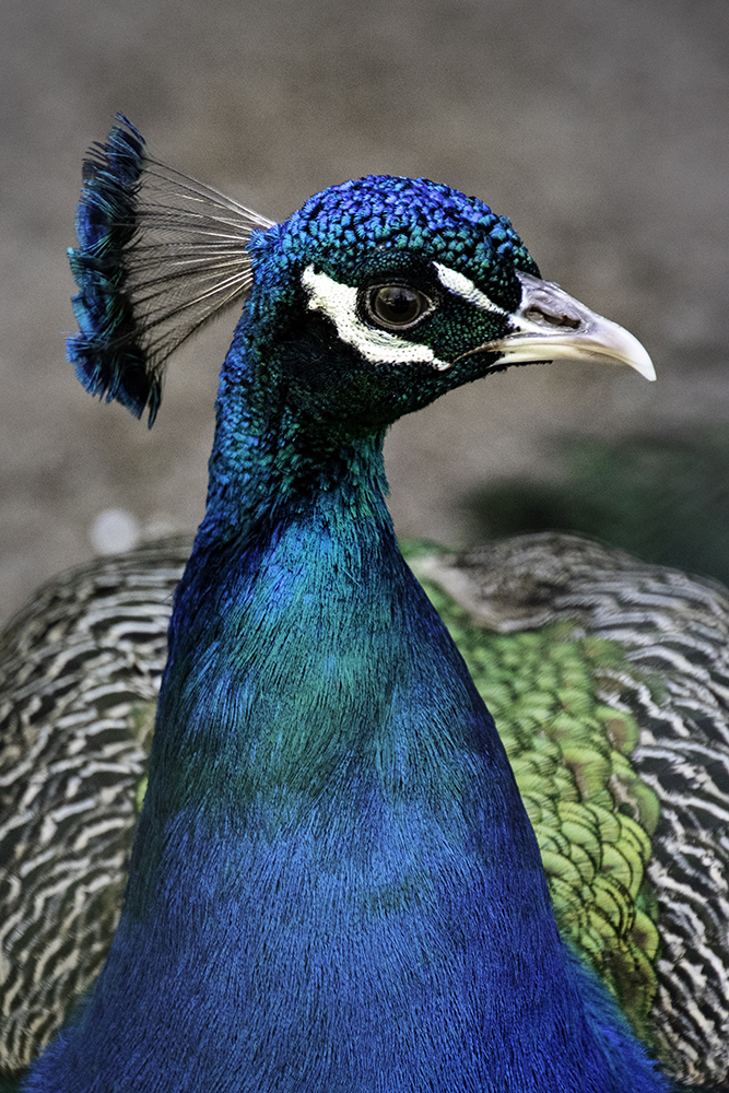Pauw - Peacock