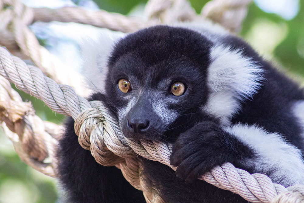 Blauwoogmaki - Blue-eyed black lemur
