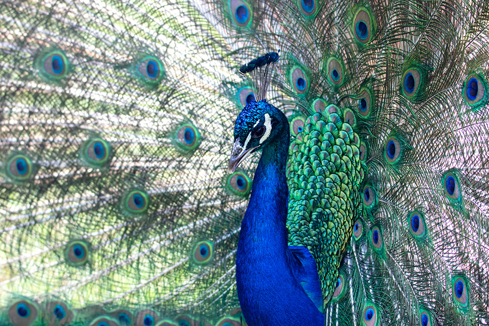 Pauw - Peacock
