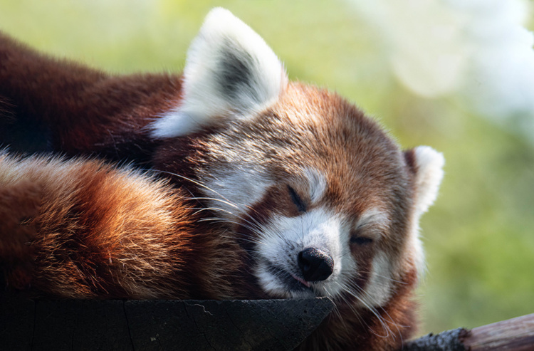 Kleine panda