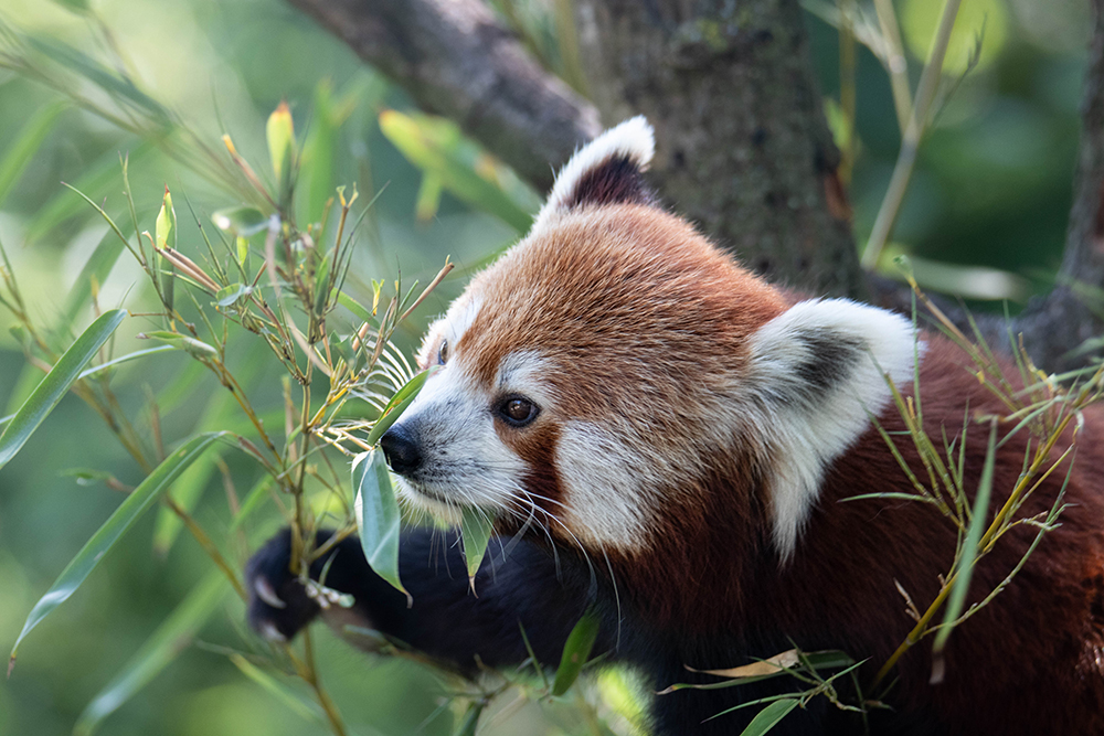 Kleine panda - Red Panda