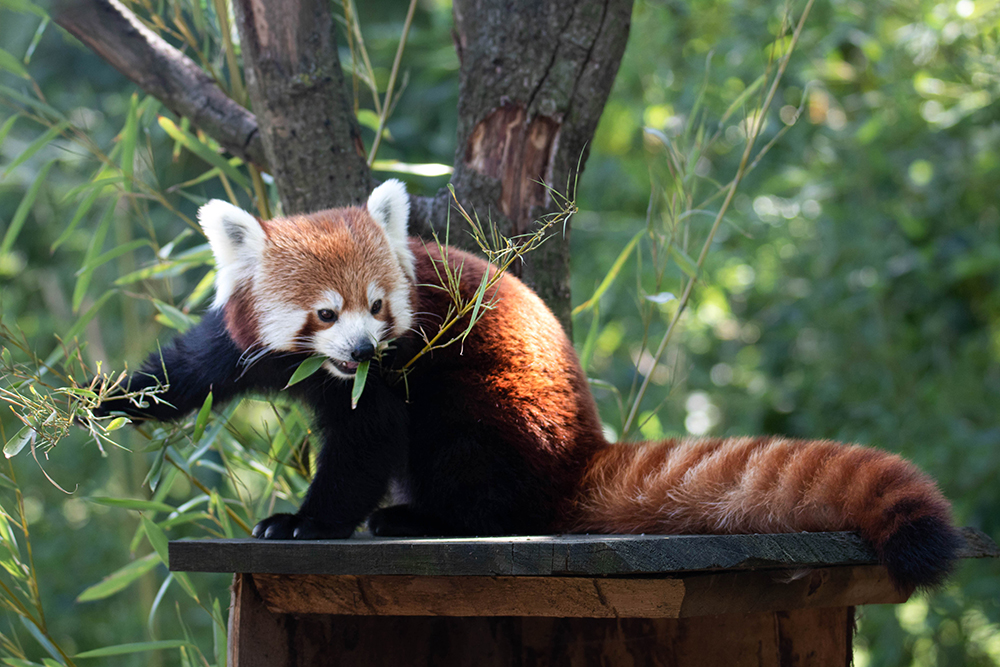 Kleine panda - Red Panda