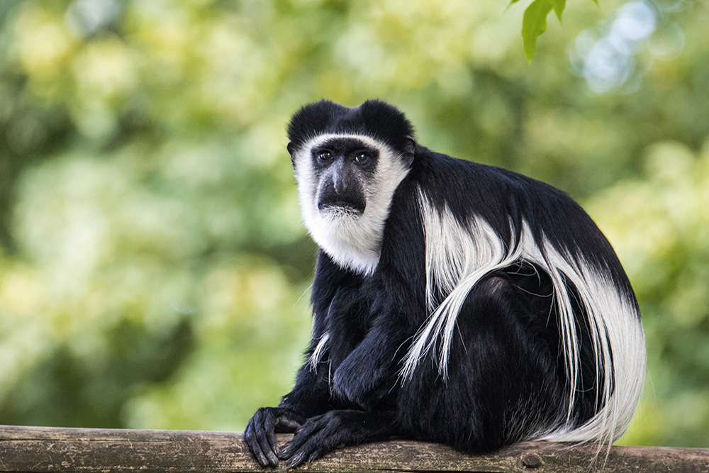 Black-and-white colobuse