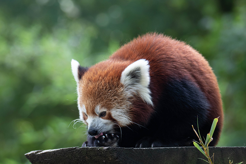 Kleine panda - Red Panda