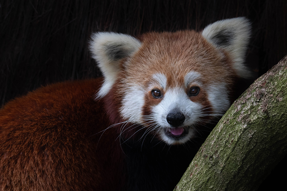 Kleine panda - Red Panda (2021)