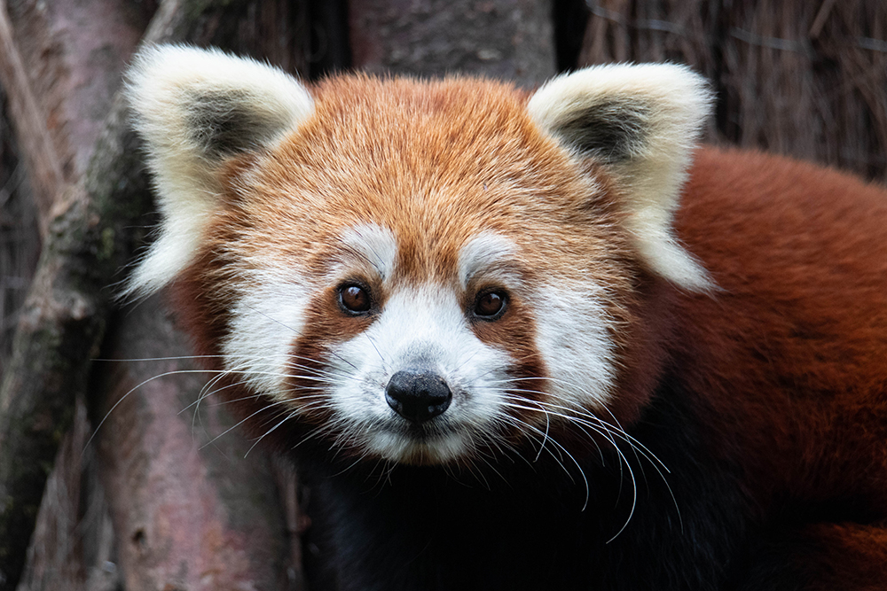 Kleine panda - Red Panda (2021)