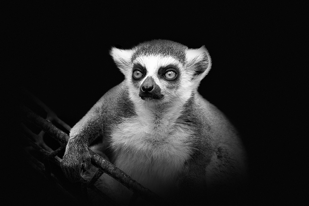 Ringstaartmaki - Ring-tailed lemur (Apenheul)