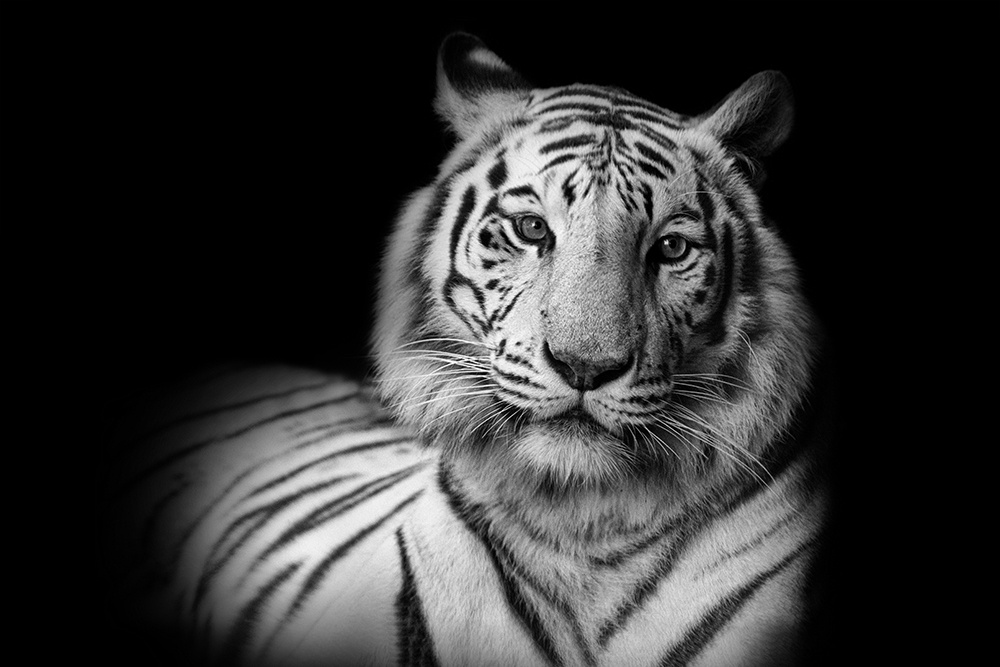 Witte tijger - White tiger (ZooParc Overloon)