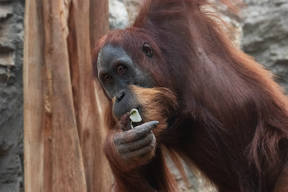Orangoetan - Orangutan