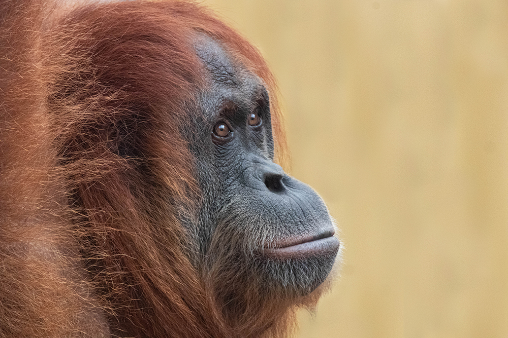 Orangoetan - Orangutan
