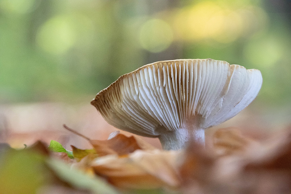 Mushroom hunt