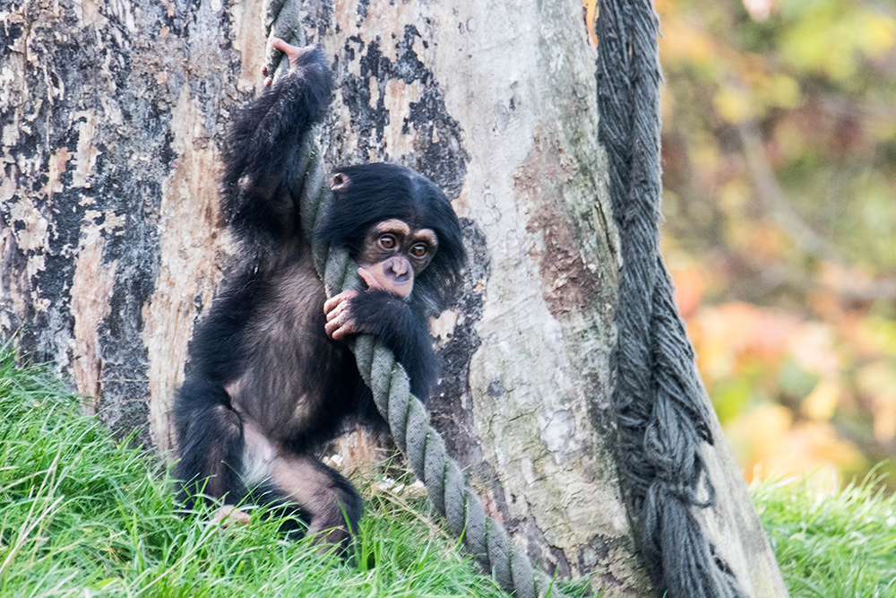 Chimpansee - Chimpanzee