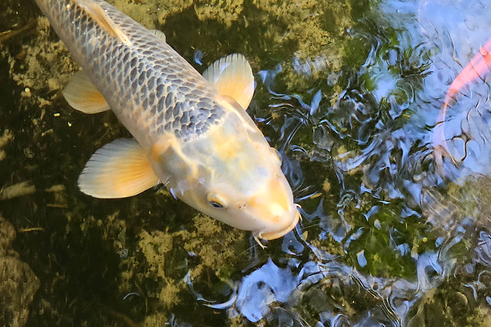 Koi