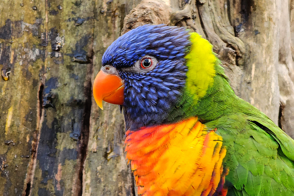 Regenbooglori - Rainbow Lorikeet