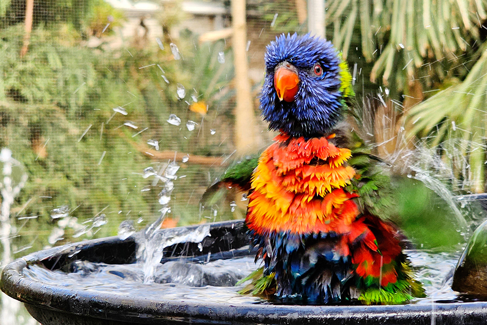 Regenbooglori - Rainbow Lorikeet