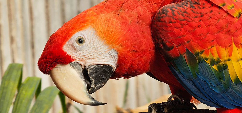 Ara - Macaw