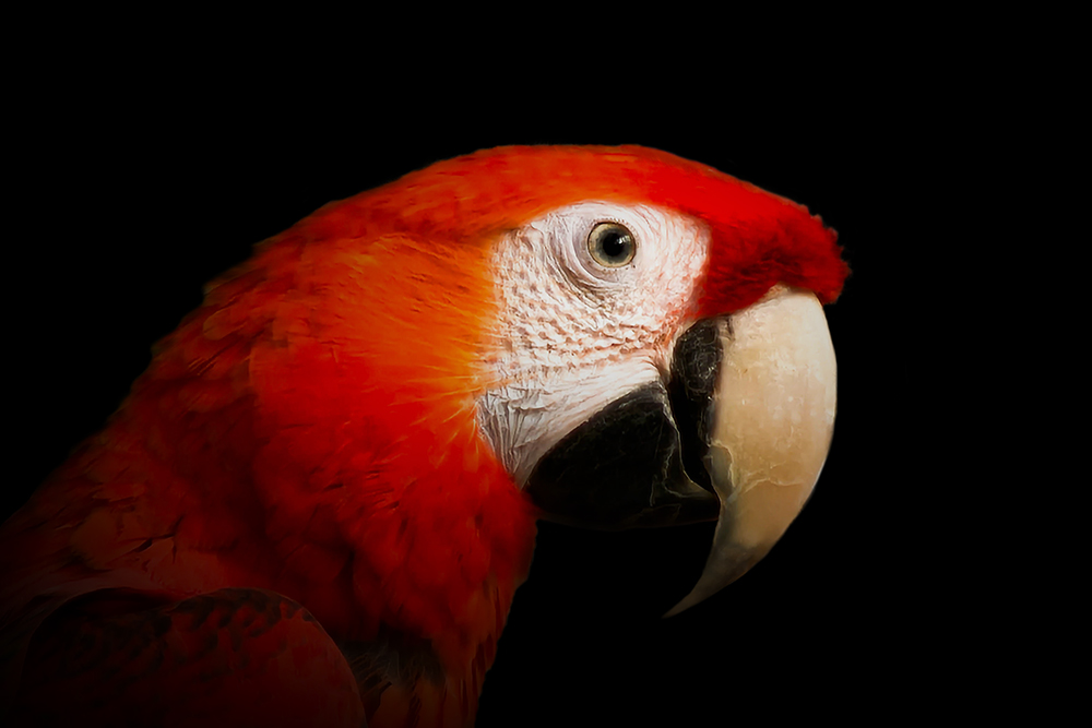 Ara - Macaw