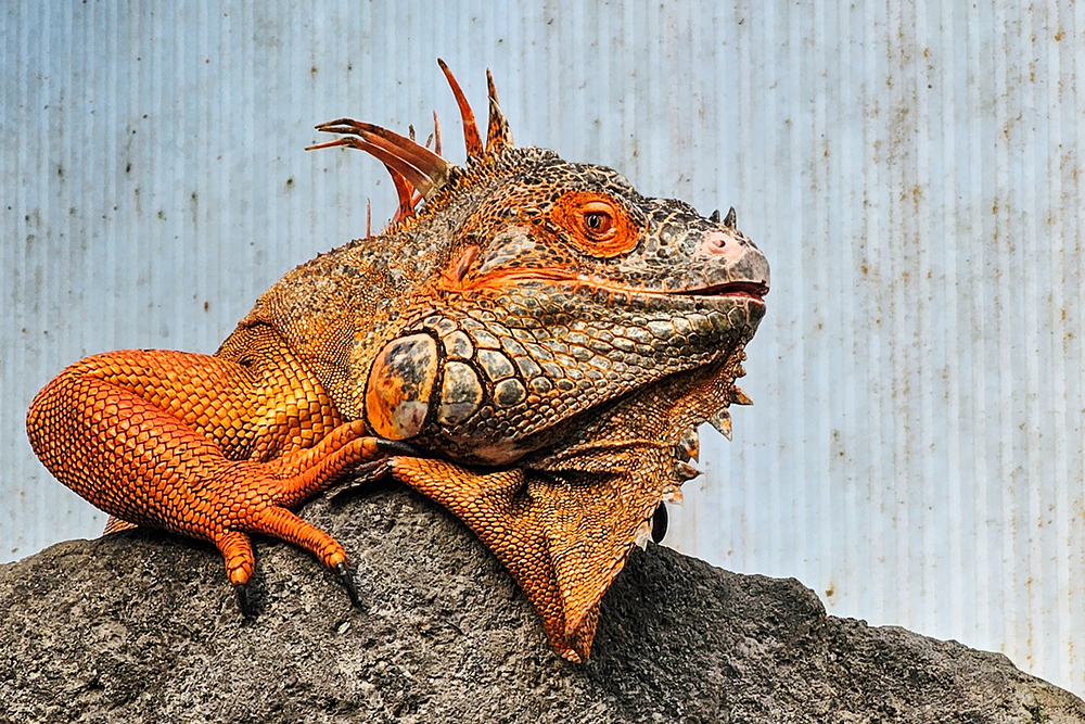 Groene leguaan - Green iguana