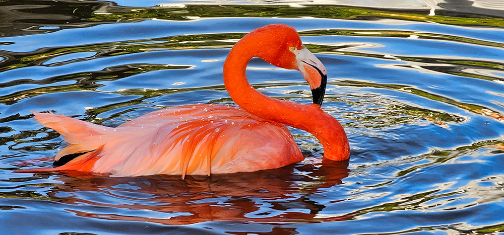 Flamingo