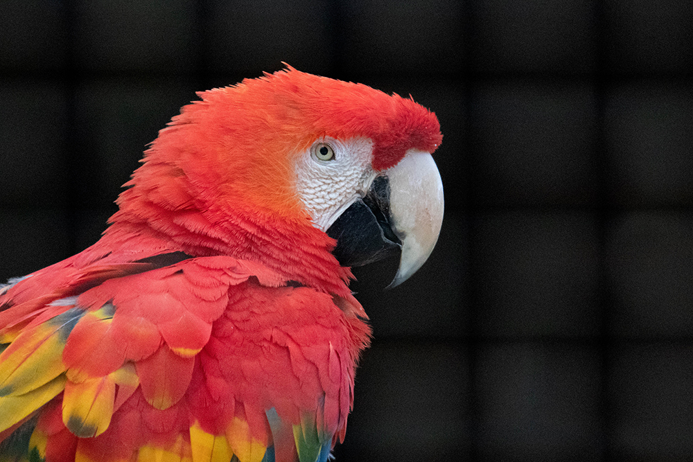 Ara – Scarlet macaw