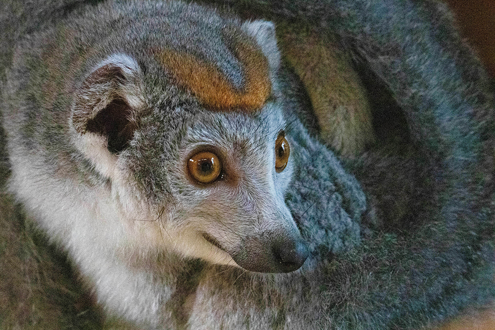 Kroonmaki - Crowned lemur