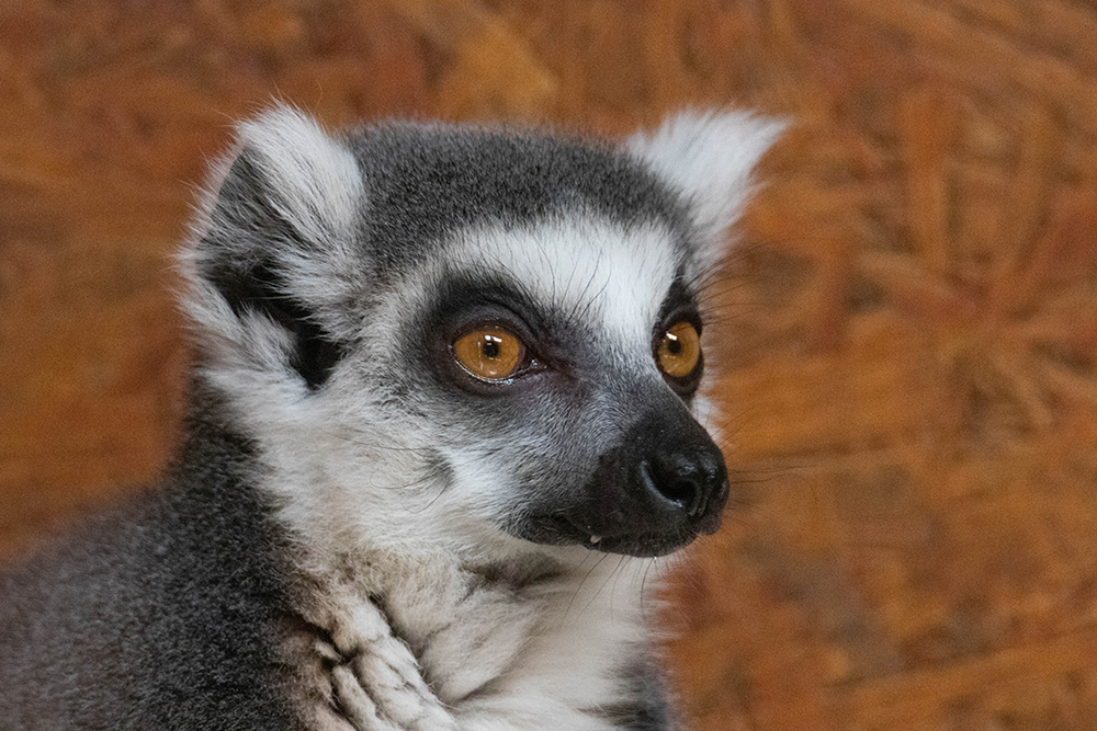 Ringstaartmaki - Ringtailed lemur