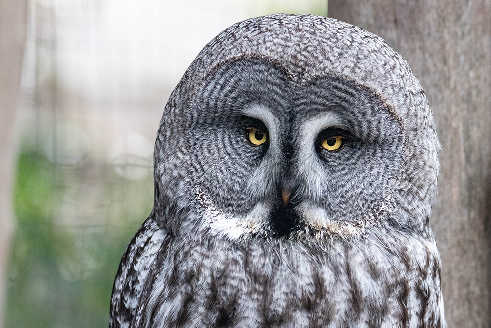 Laplanduil – Great grey owl 