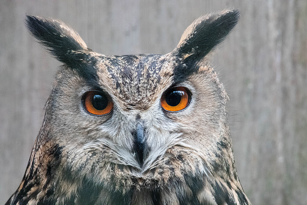 Oehoe - Eurasian eagle owl