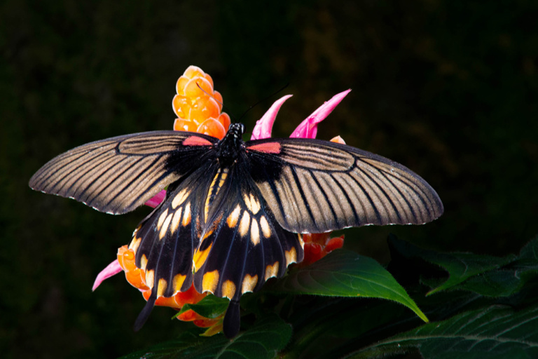 Papilio memnon 2016 - Great Mormon 2016