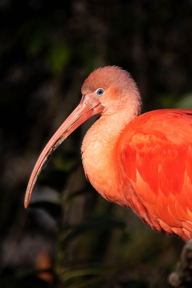 Rode ibis 2018 - Scarlet ibis 2018