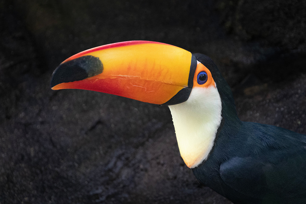 Reuzen toekan 2019 - Toco toucan
