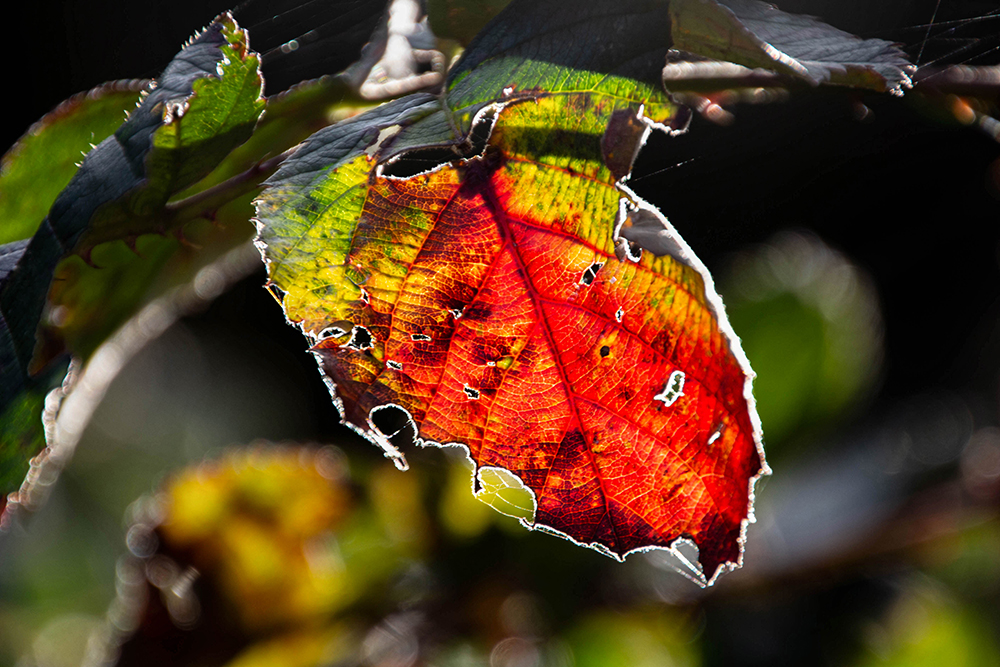 Herfstblad 2016 - Autumn leaf 2016