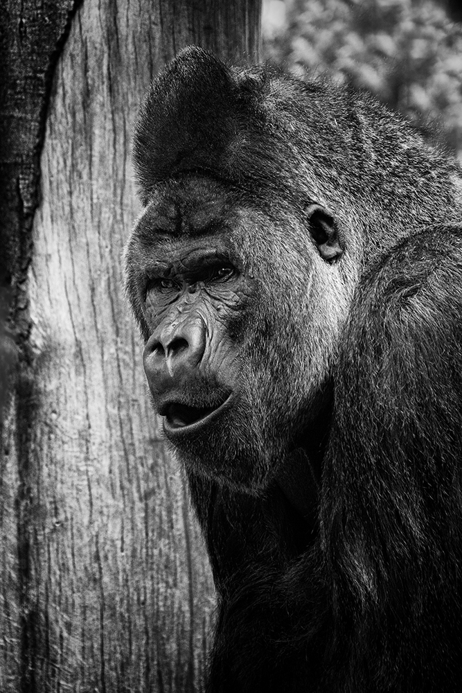 Akili (Gorilla Artis 2015)