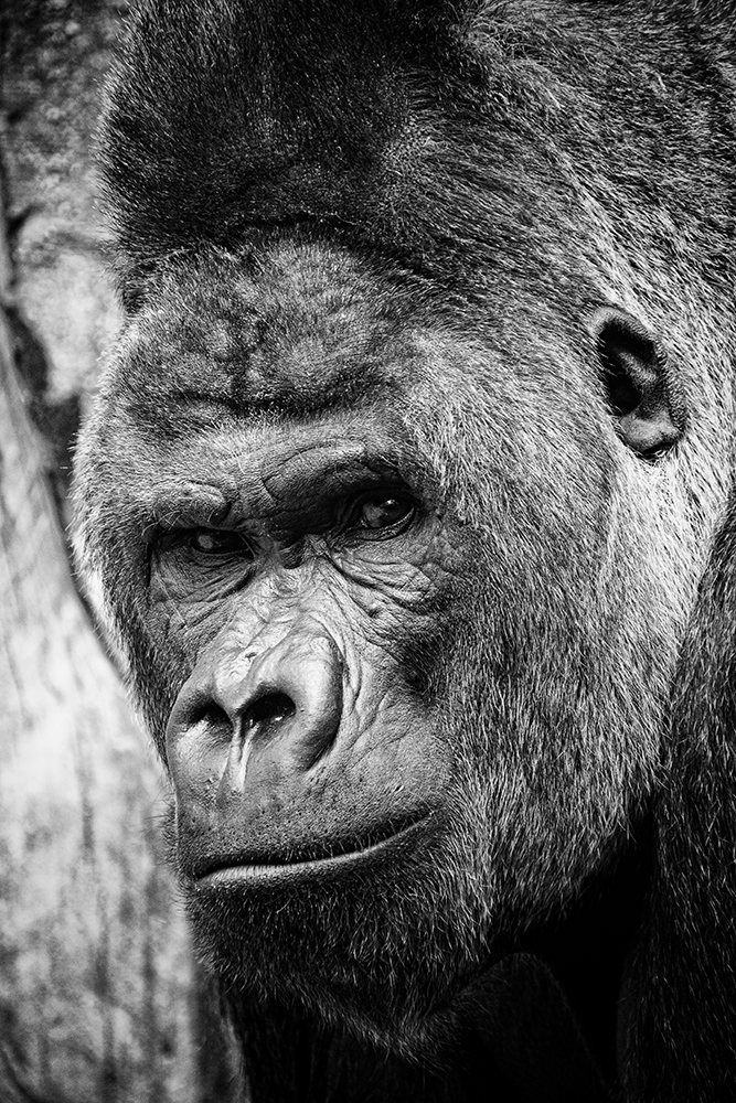 Akili (Gorilla Artis 2015)