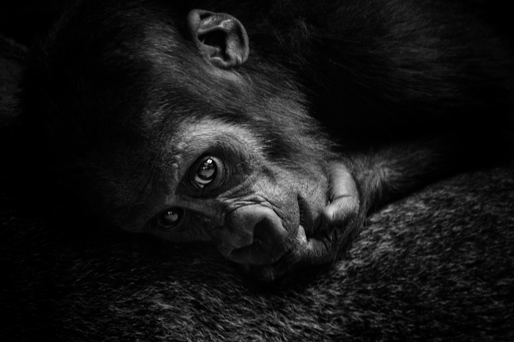 Gorilla baby (Artis 2017)
