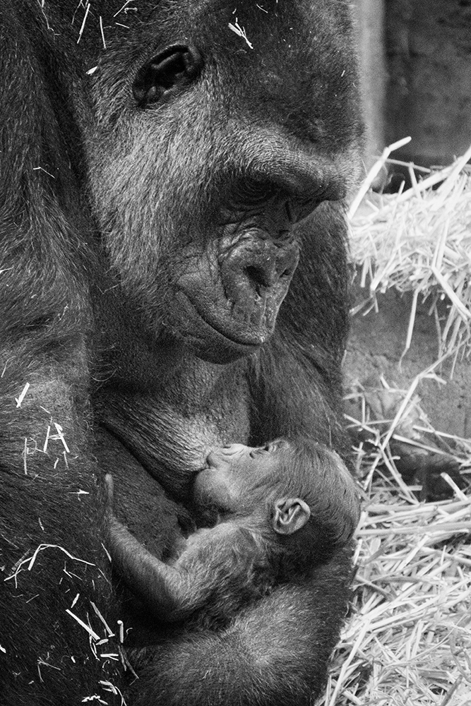 Gorilla met baby (Artis 2018)