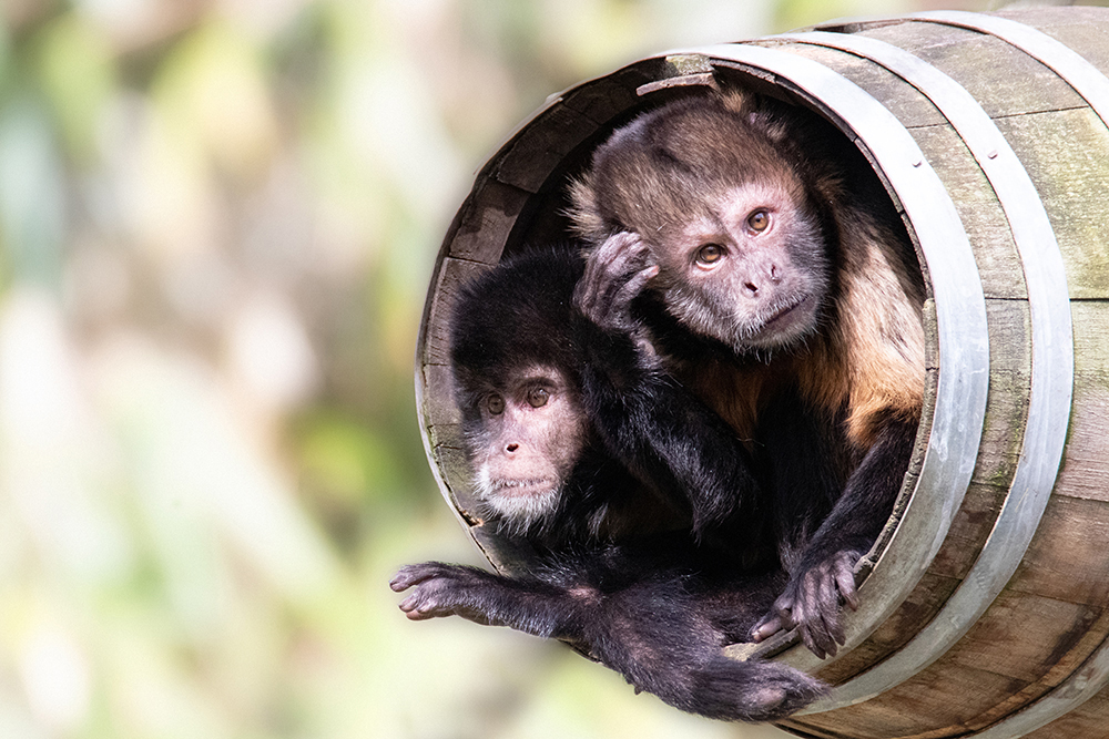 Geelborstkapucijnaap - Buff headed capuchin