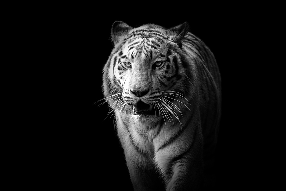 Witte tijger - White tiger