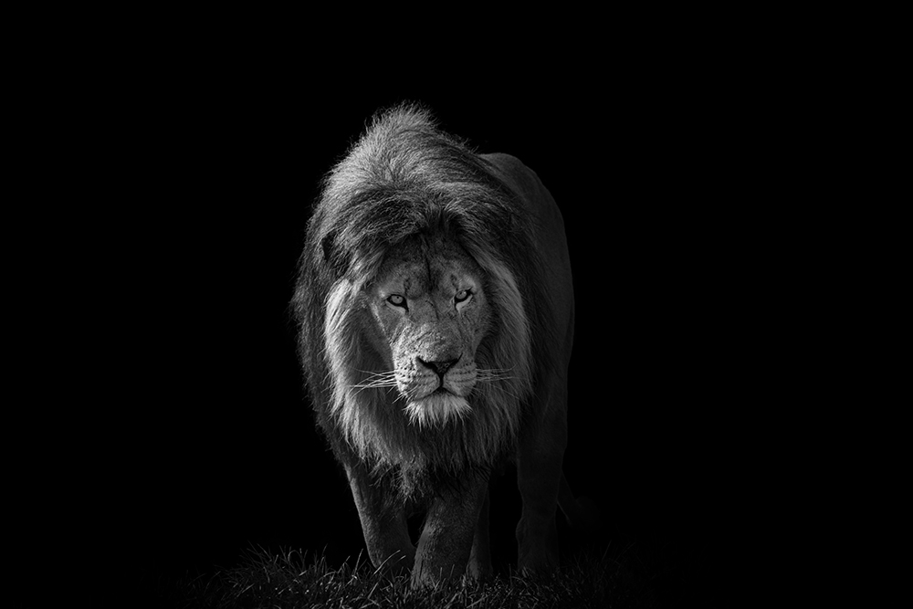 Leeuw - Lion