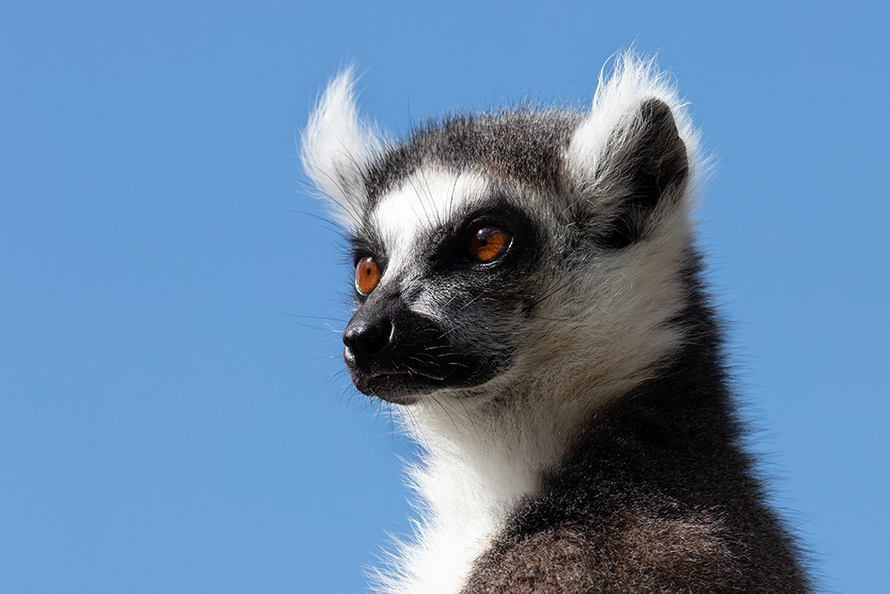 Ringstaartmaki - Ring-tailed lemur