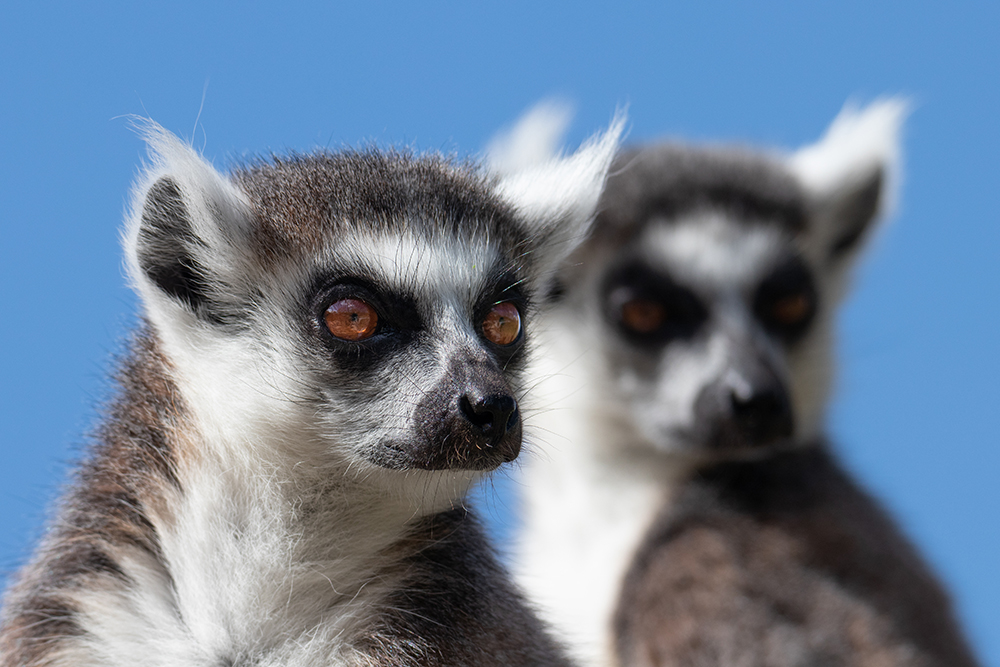 Ringstaartmaki - Ring-tailed lemur