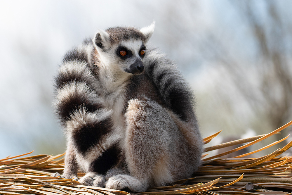 Ringstaartmaki - Ring-tailed lemur