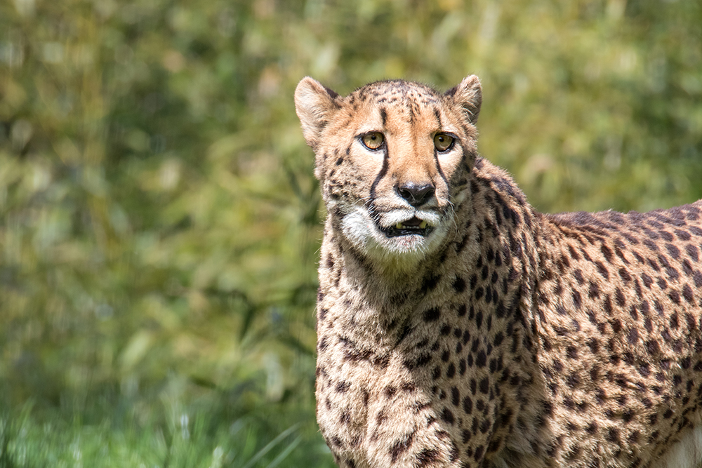 Jachtluipaard - Cheetah