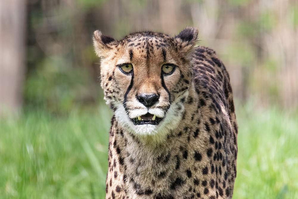 Jachtluipaard - Cheetah