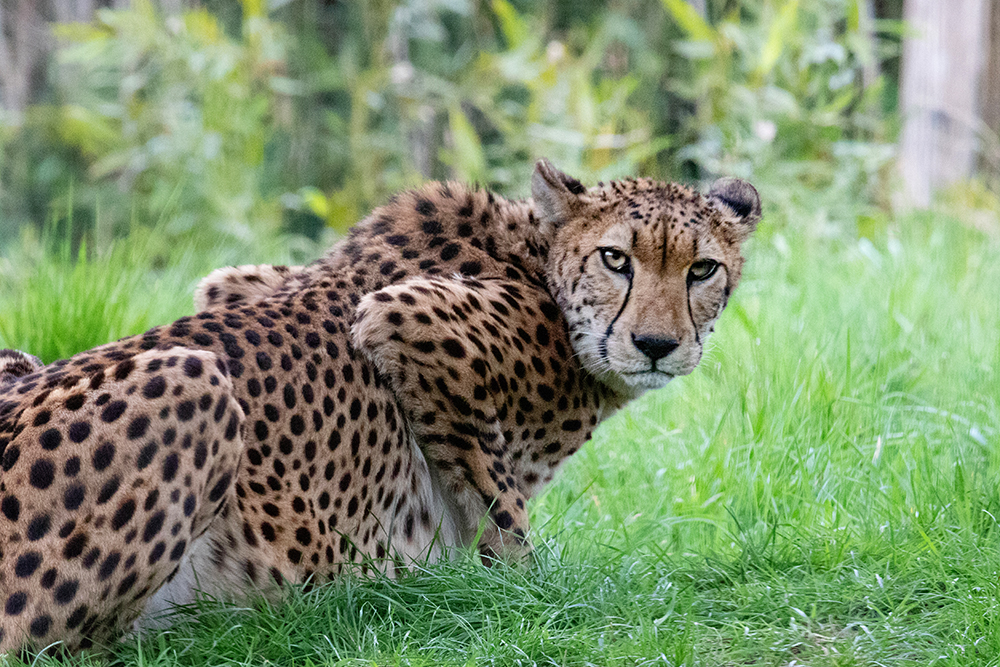 Jachtluipaard - Cheetah