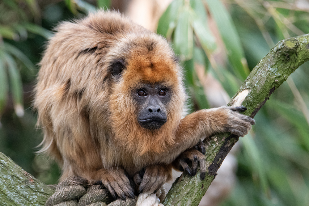 Zwarte brulaap - Black howler monkey