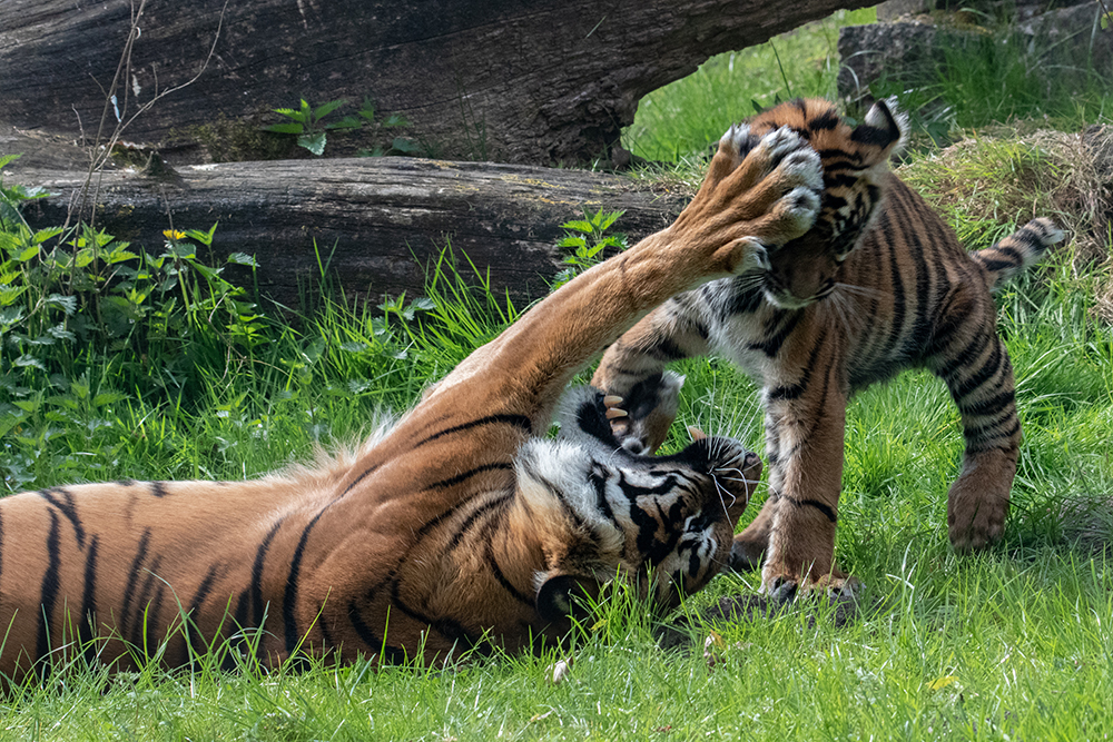 Tailor en moeder Naga Sumatraanse tijgers - Tailor en mother Nag Sumatan tigers
